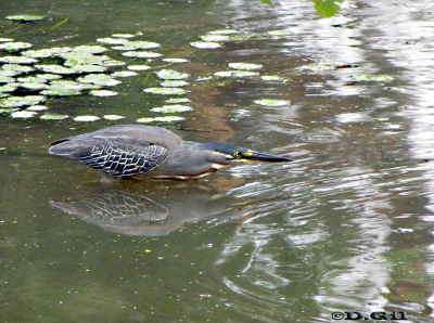 GARCITA AZULADA (Butorides striata) - Lago en Parque Rivera-MONTEVIDEO (Marzo 2010)